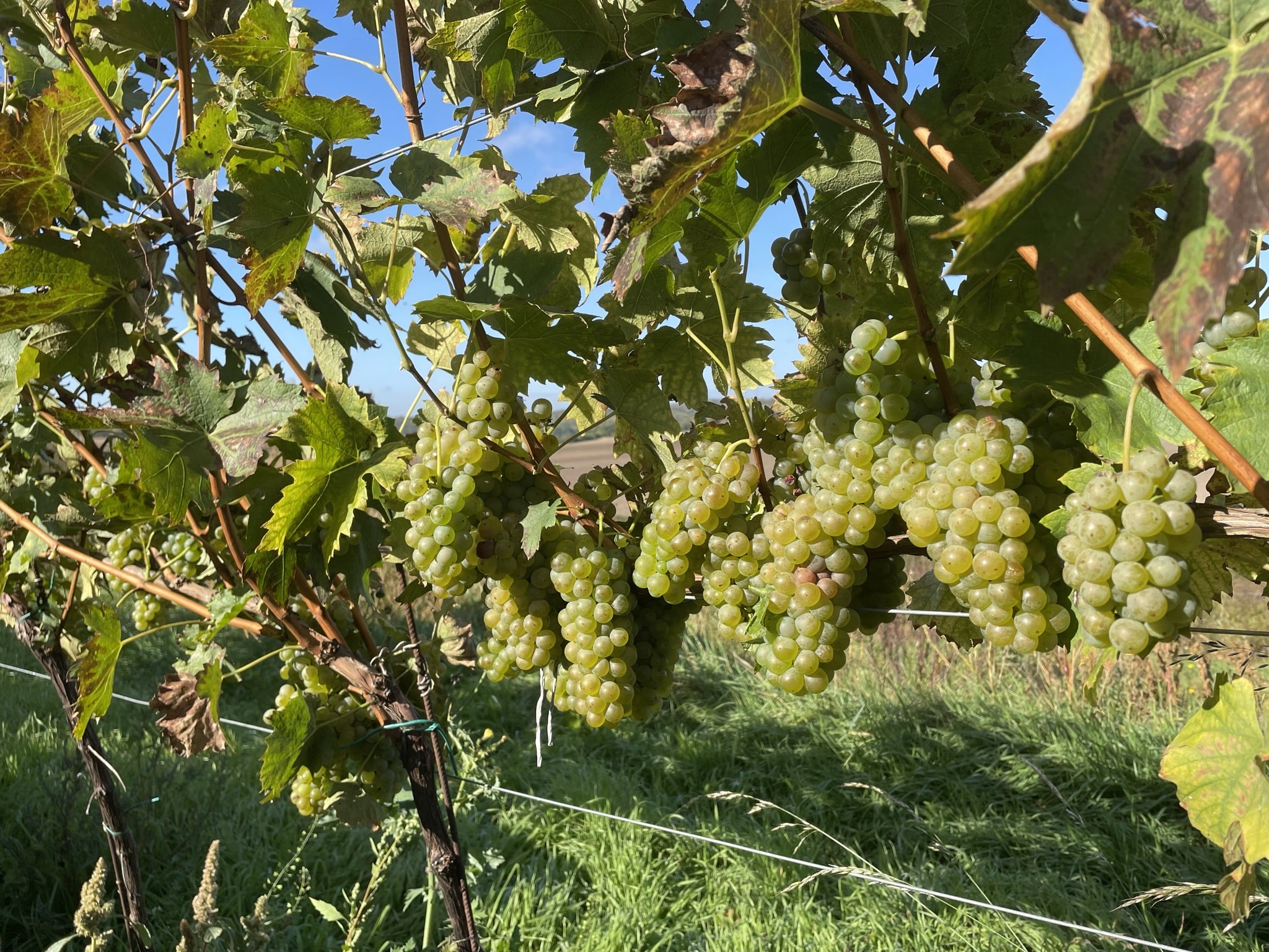 Vinice v Bořeticích — Trkmanska a Čtvrtě