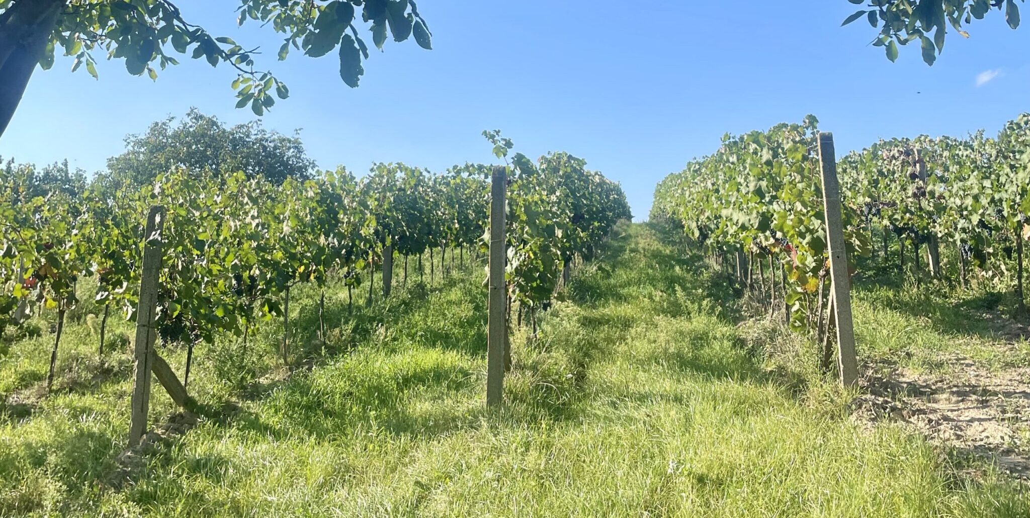 BIO vinice vinařství Válka — kopec Výhon u Nosislavi